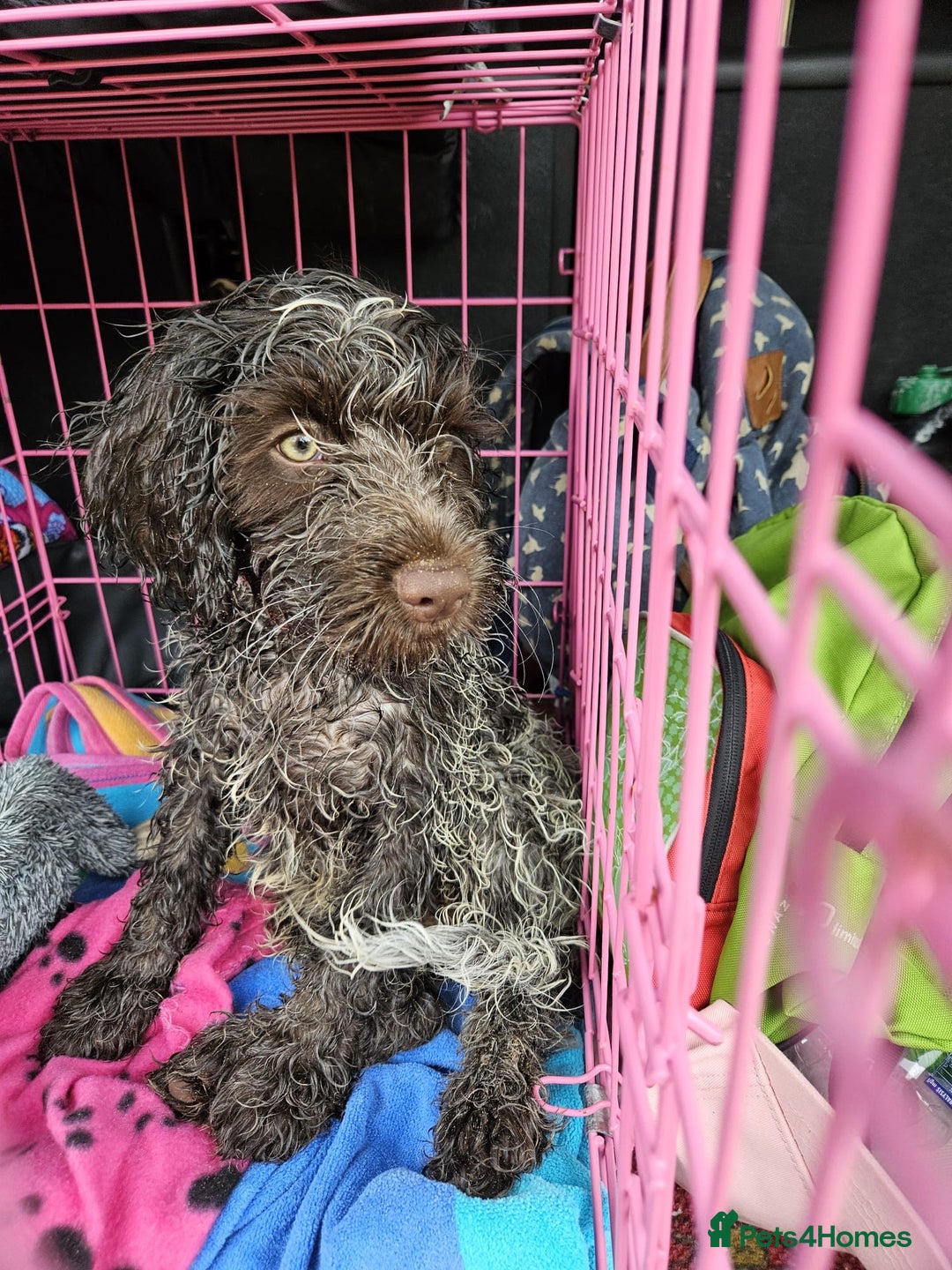 Cocker Spaniel dogs for stud: Beautiful blue roan cocker spaniel for STUD! - Image 17