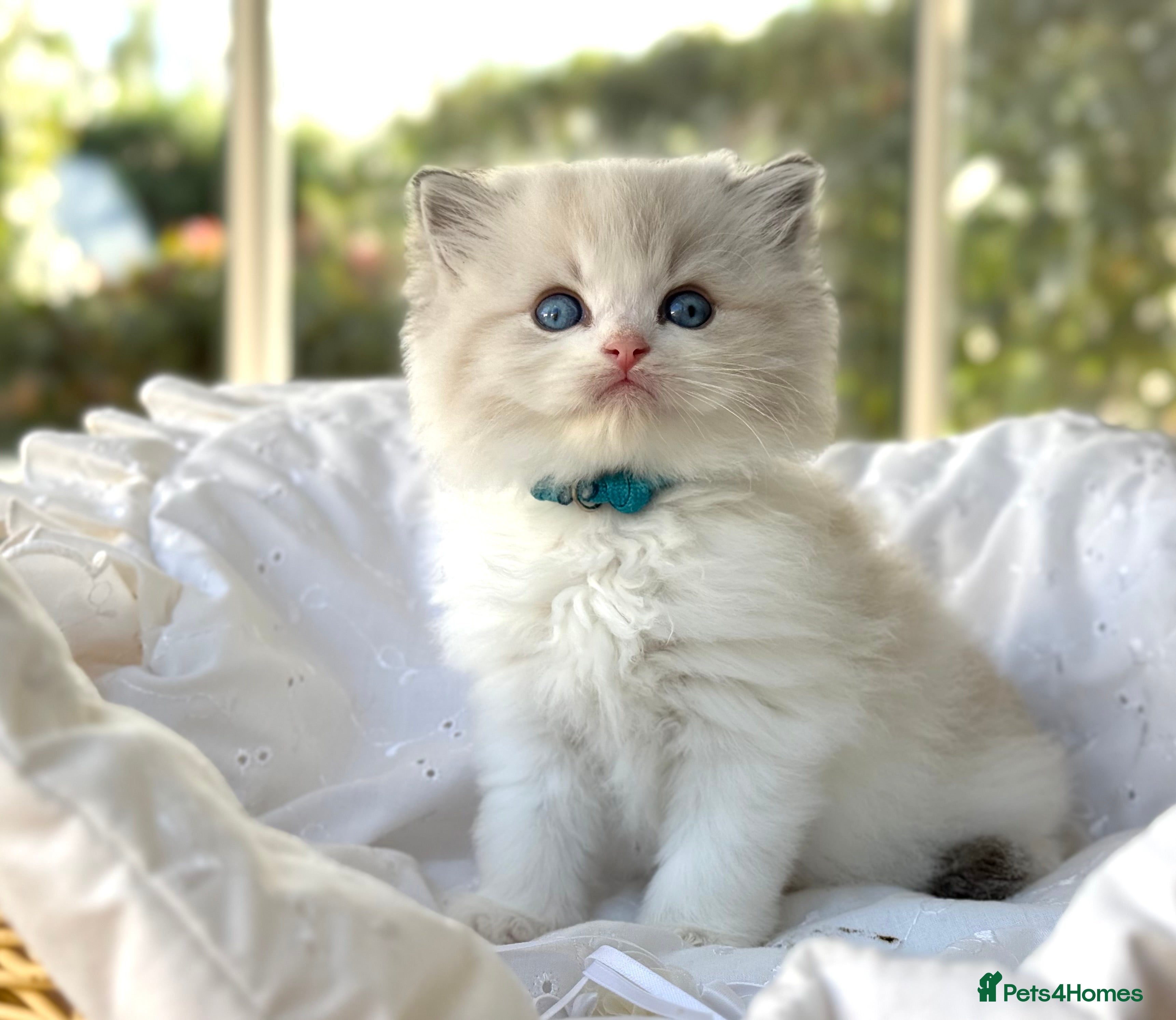 Ragdoll cats for sale: Elegant & stunning kittens  - Advert 2