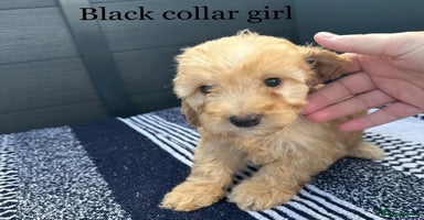 Cockapoo dogs - Advert 3