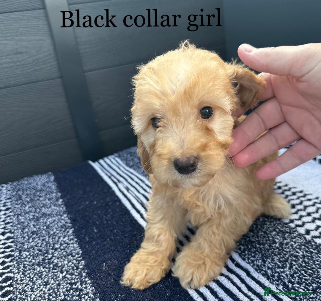Cockapoo dogs for sale: F1 cockapoo puppies - Image 2