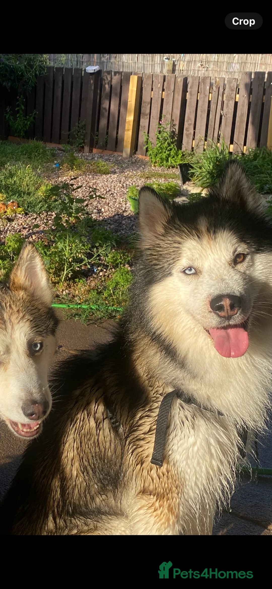 Mixed Breed dogs for stud: Stunning Husky x Malamute Male Available for Stud in Liverpool - Advert 2