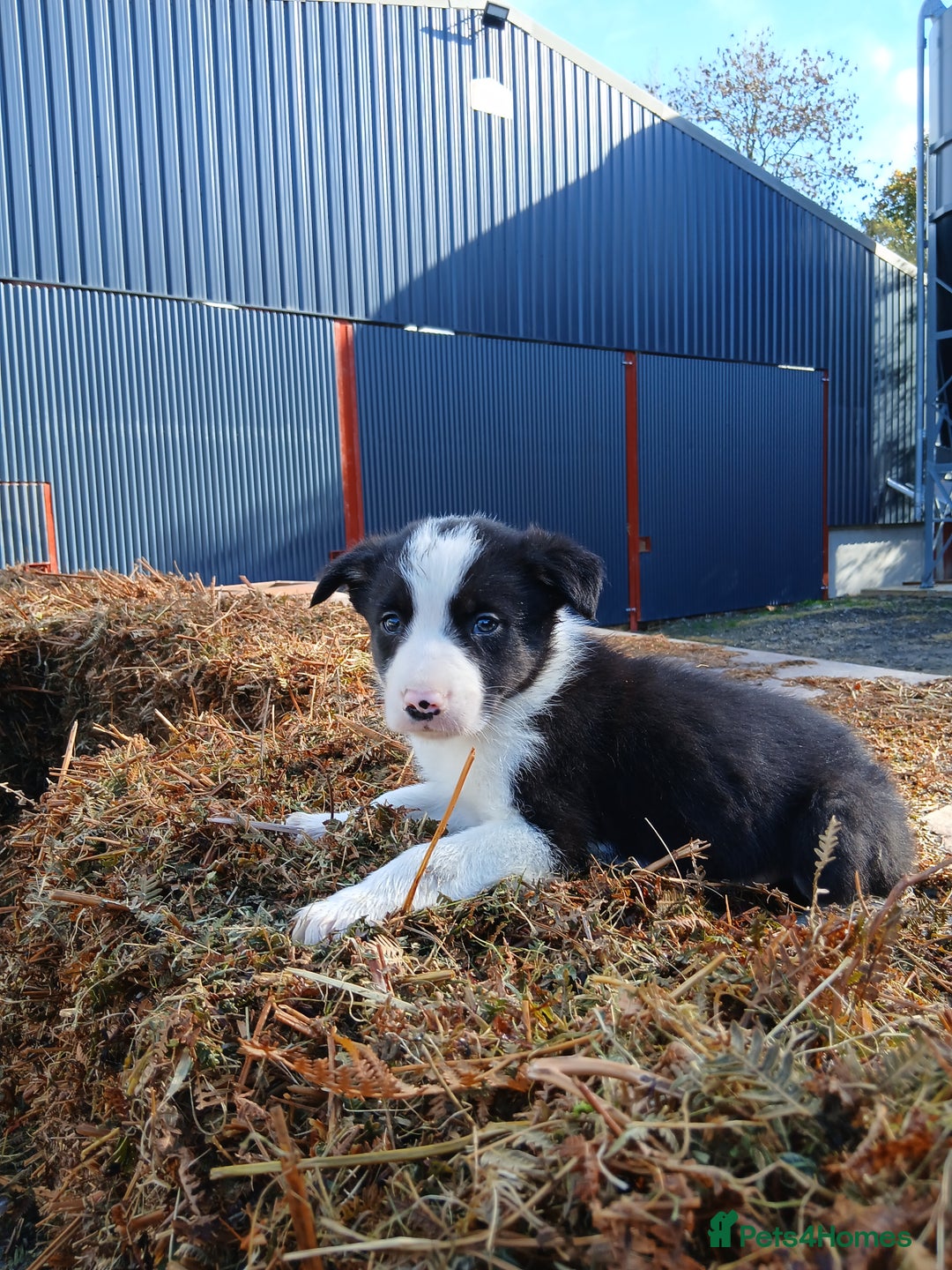 Border Collie dogs for sale: 2 smart Blue merl and two black &white puppies - Image 6
