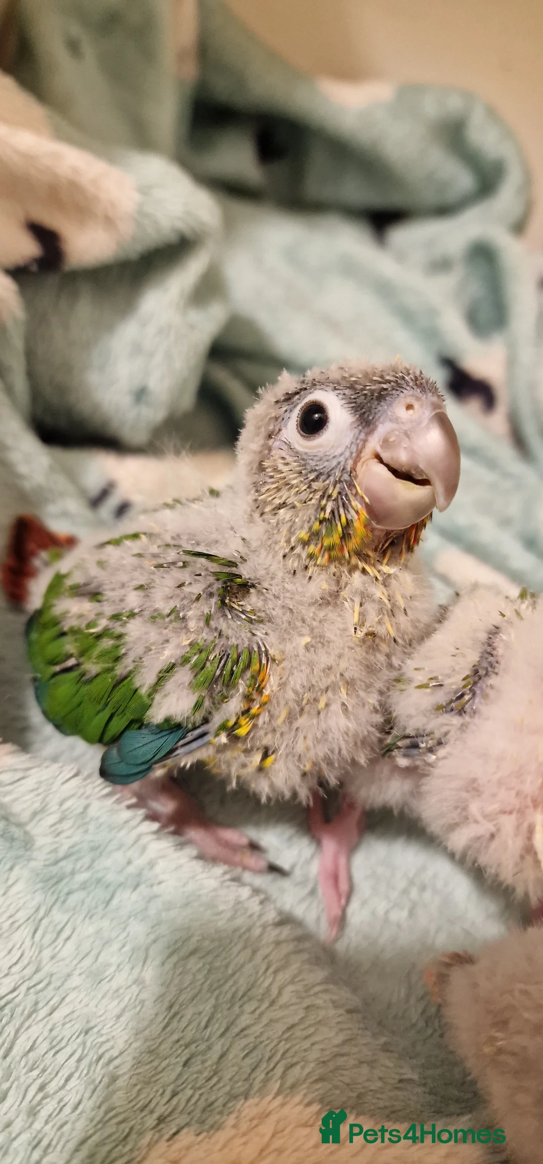 Conures birds for sale: Beautiful fully hand reared conure baby's  - Advert 25