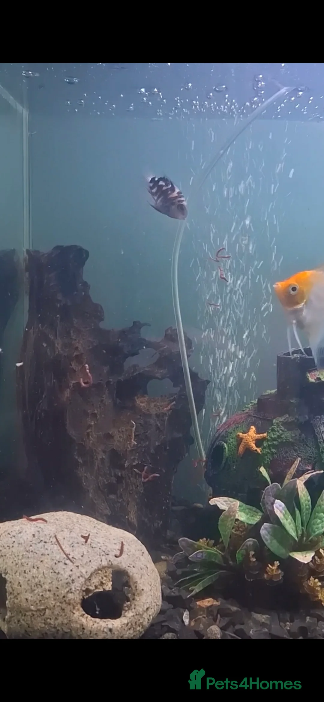 Cichlids fish for sale: Polar Blue Parrot Cichlids  - Advert 3
