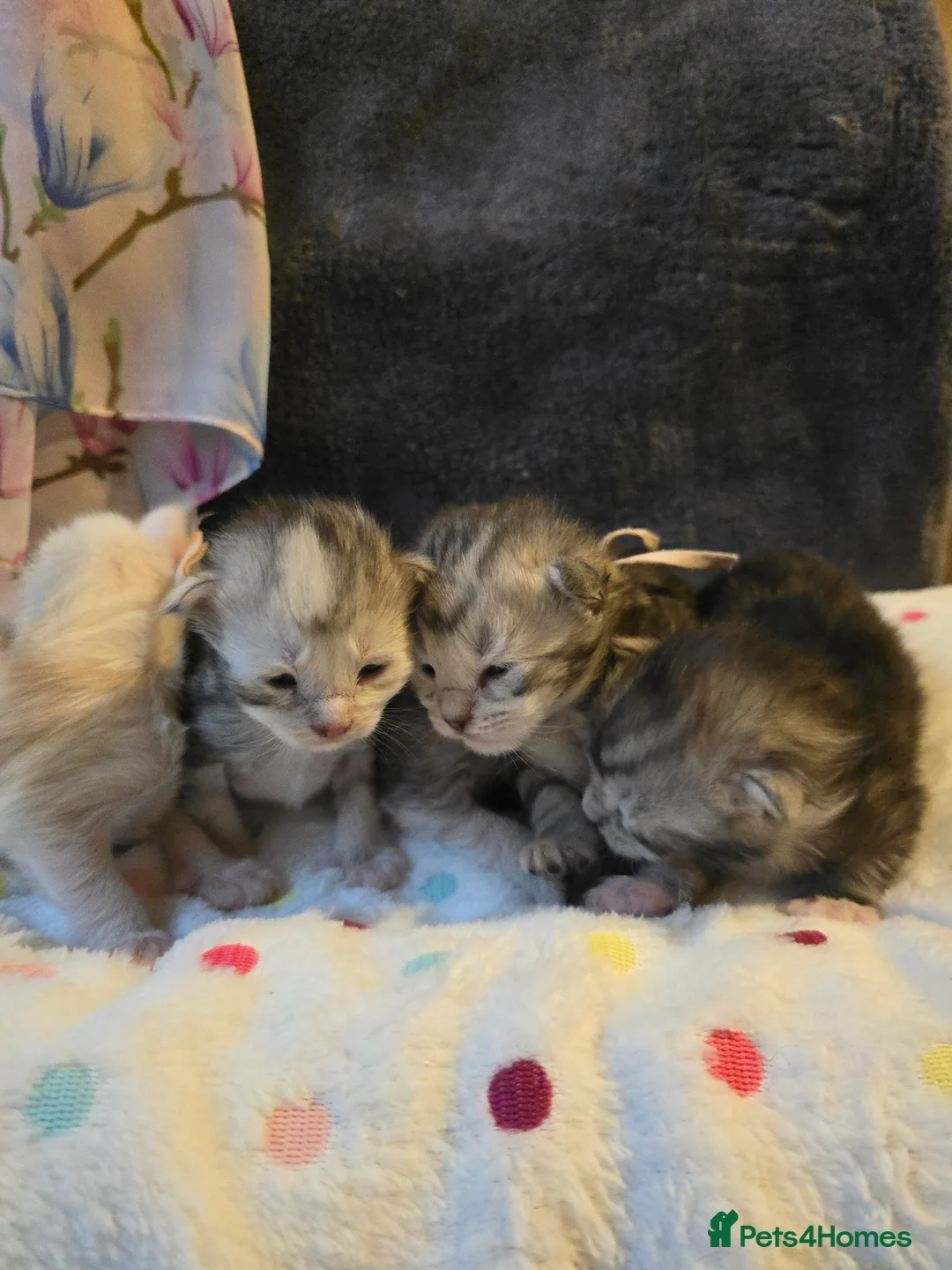 Maine Coon cats for stud: Black Shaded Maine Coon Large Imported in Hull - Advert 31