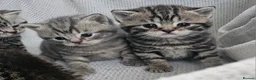 British Shorthair cats for sale: Beautiful Silver british shorthair kittens  - Advert 7