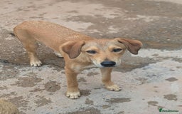 Mixed Breed dogs for adoption: Snoop needs a home with another dog! - Image 1