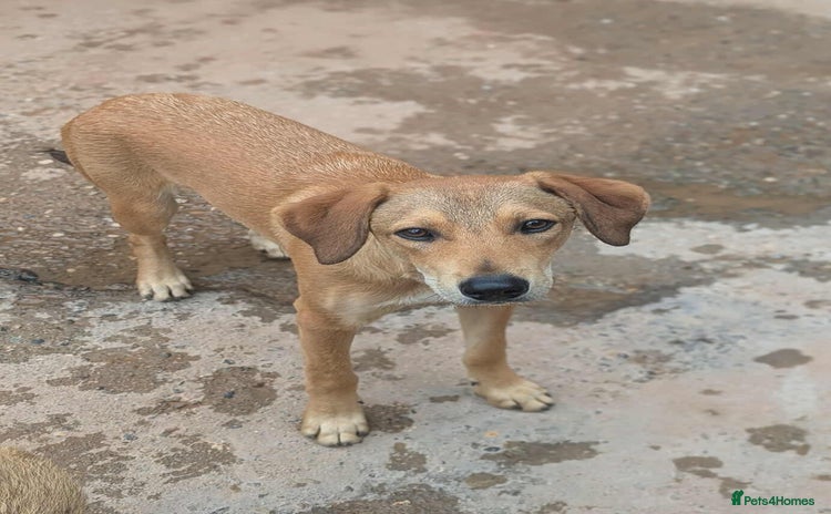 Mixed Breed dogs - Advert 3