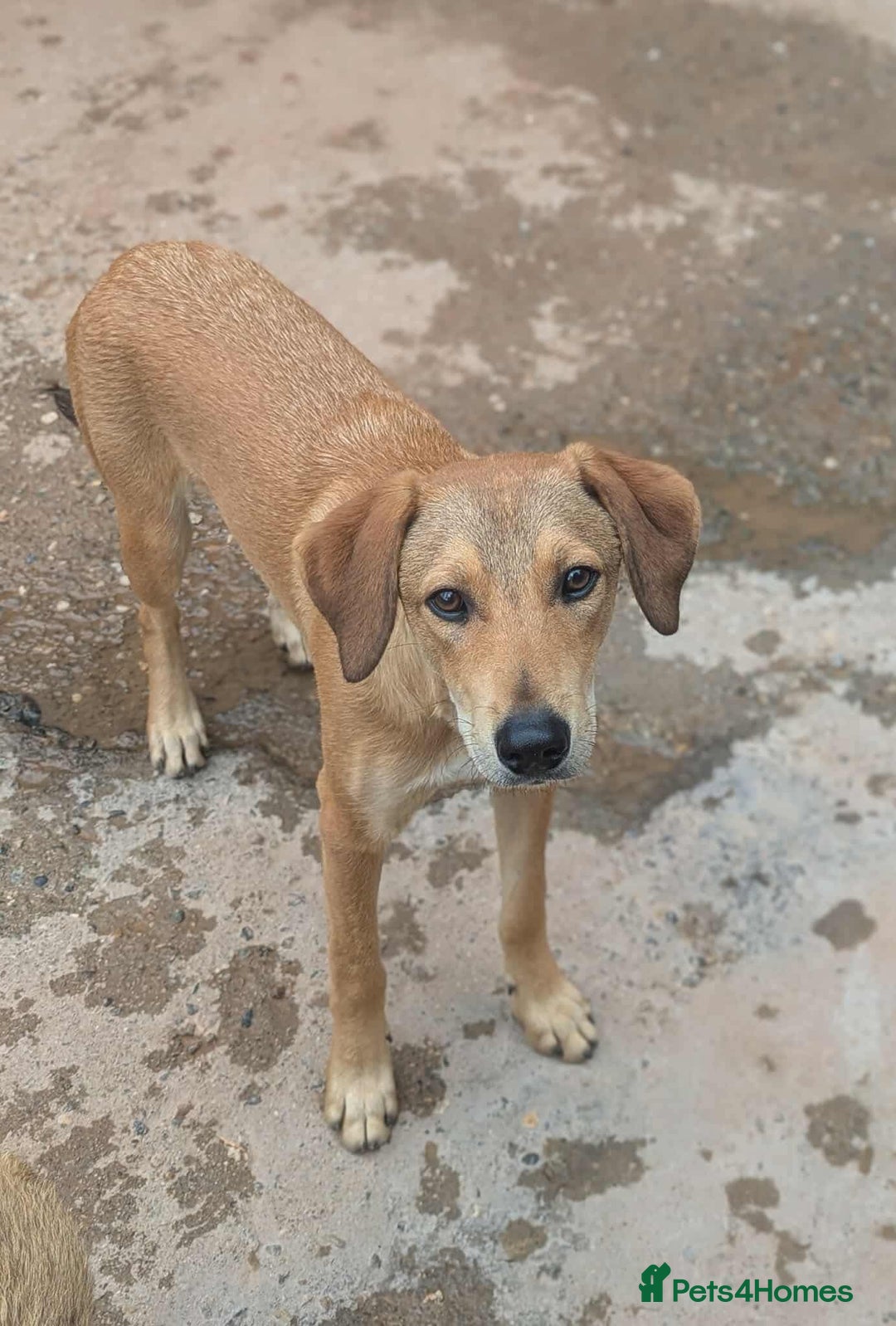 Mixed Breed dogs for adoption: Snoop needs a home with another dog! - Image 1
