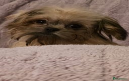 Mixed Breed dogs for sale: TINY IMPERIAL SHITZU X POMERANIAN  - Image 6