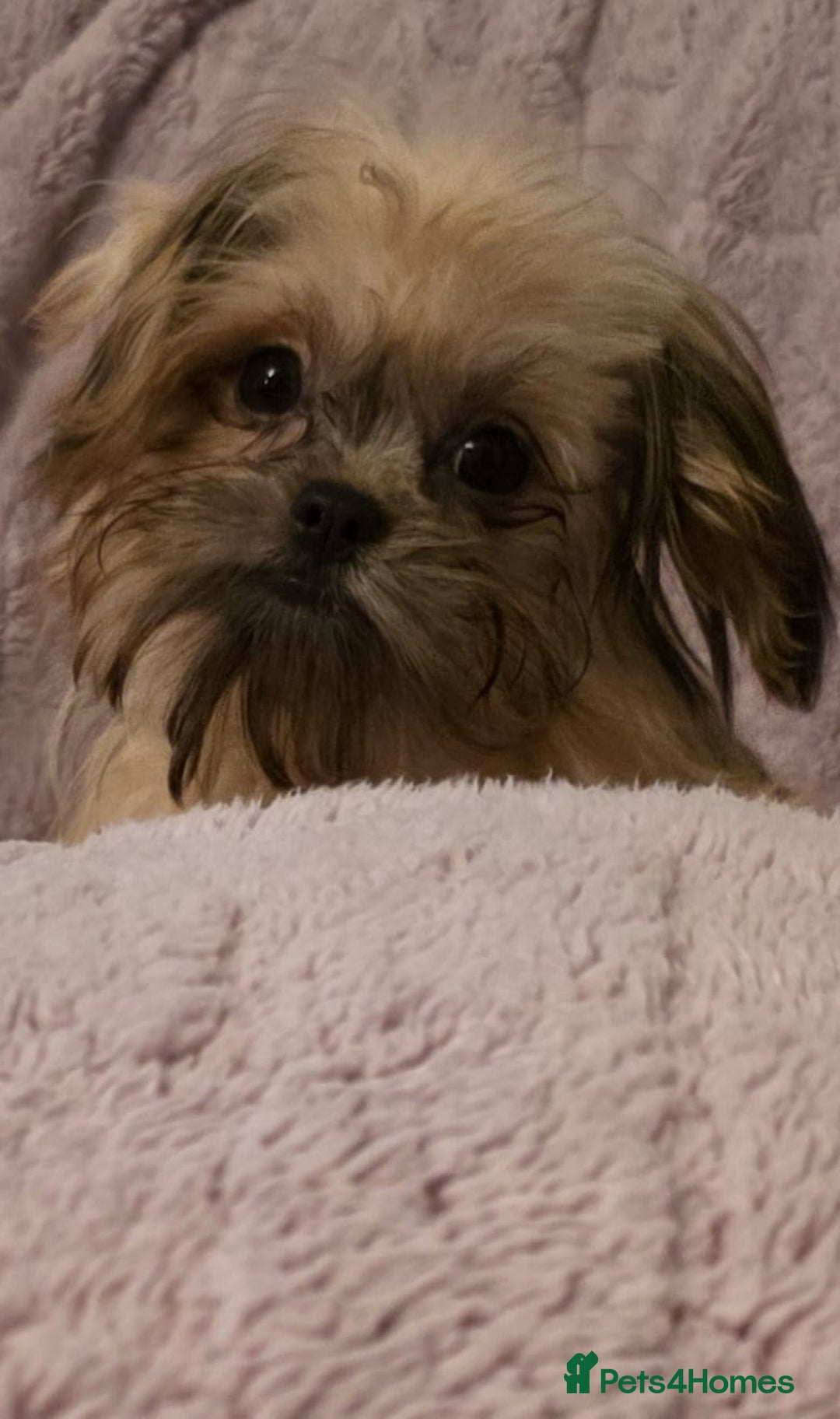 Mixed Breed dogs for sale: TINY IMPERIAL SHITZU X POMERANIAN  - Image 6