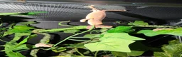 Chameleon reptiles for sale: Baby panther chameleons - Advert 4