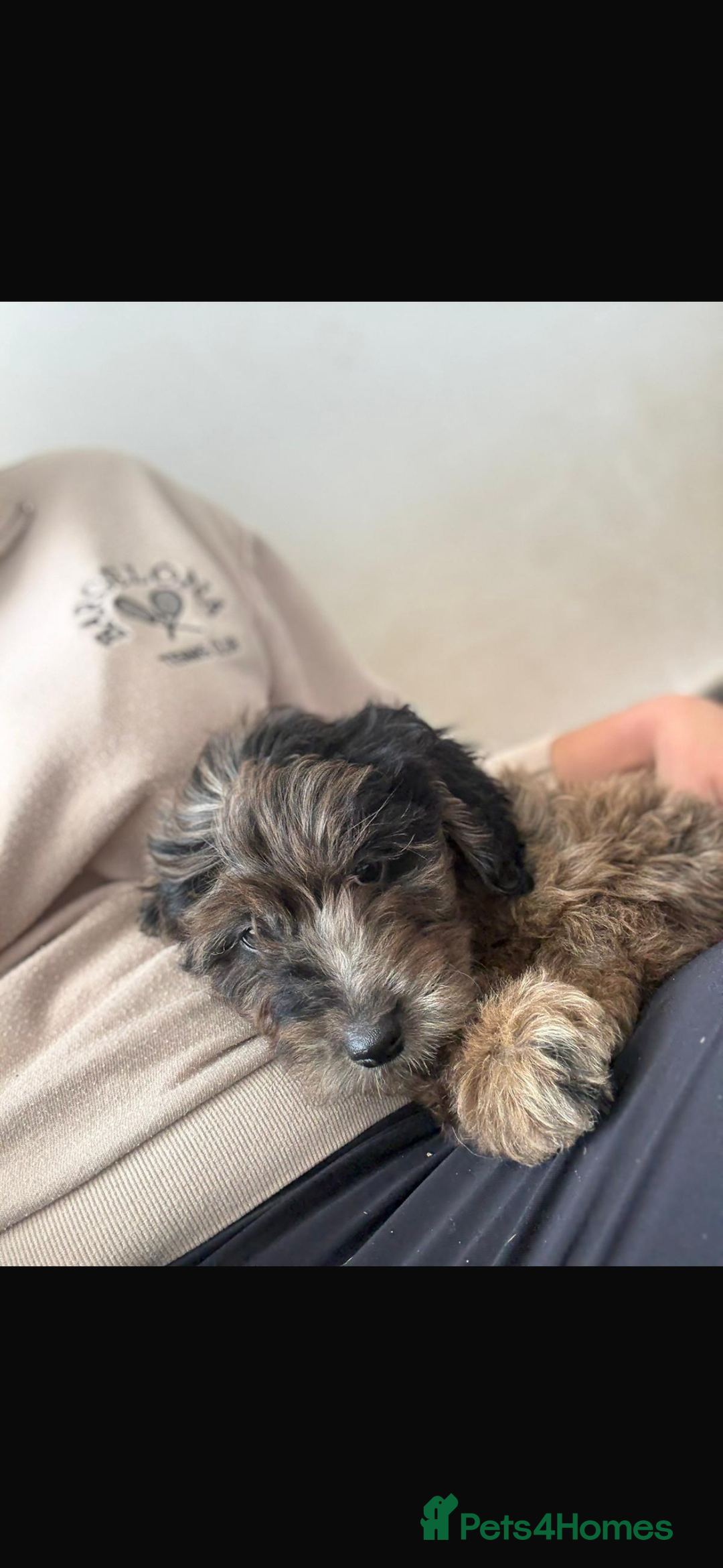 Mini Goldendoodle dogs for sale: 🐶Golden doodle puppies for sale ready to leave🐶 - Image 18