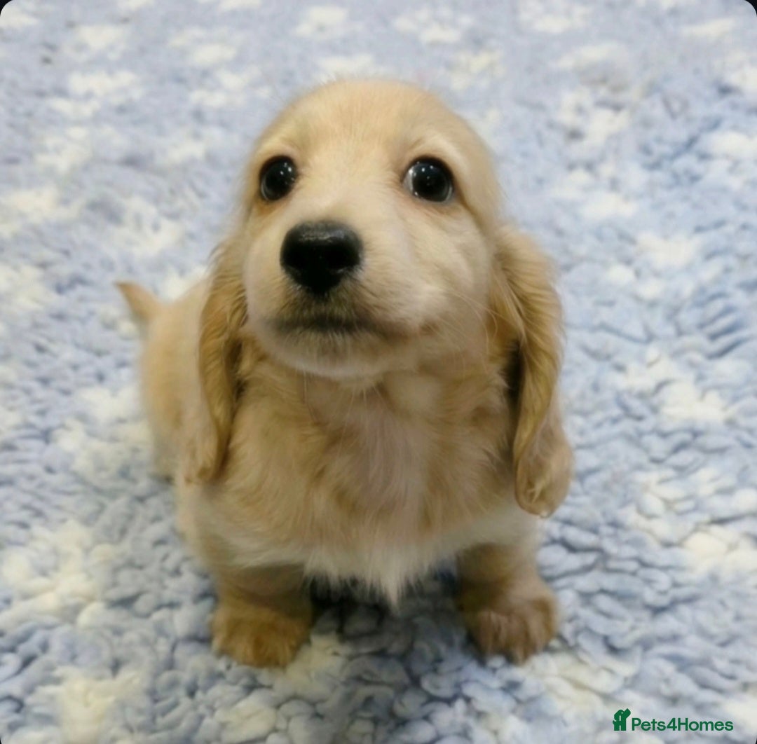 Miniature Dachshund dogs Exceptional KC Cream longcoat boy - Advert 15