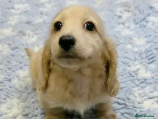 Miniature Dachshund dogs Exceptional KC Cream longcoat boy - Advert 15