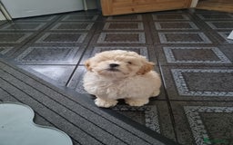Shih Tzu dogs for sale: Beautiful Golden shih-tzu puppy - Image 13