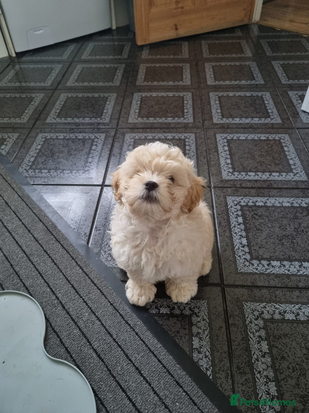 Shih Tzu dogs for sale: Beautiful Golden shih-tzu puppy - Image 13