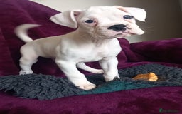Boxer dogs for sale: KC Registered and ONLY 4 Left! See my 5* reviews - Image 12