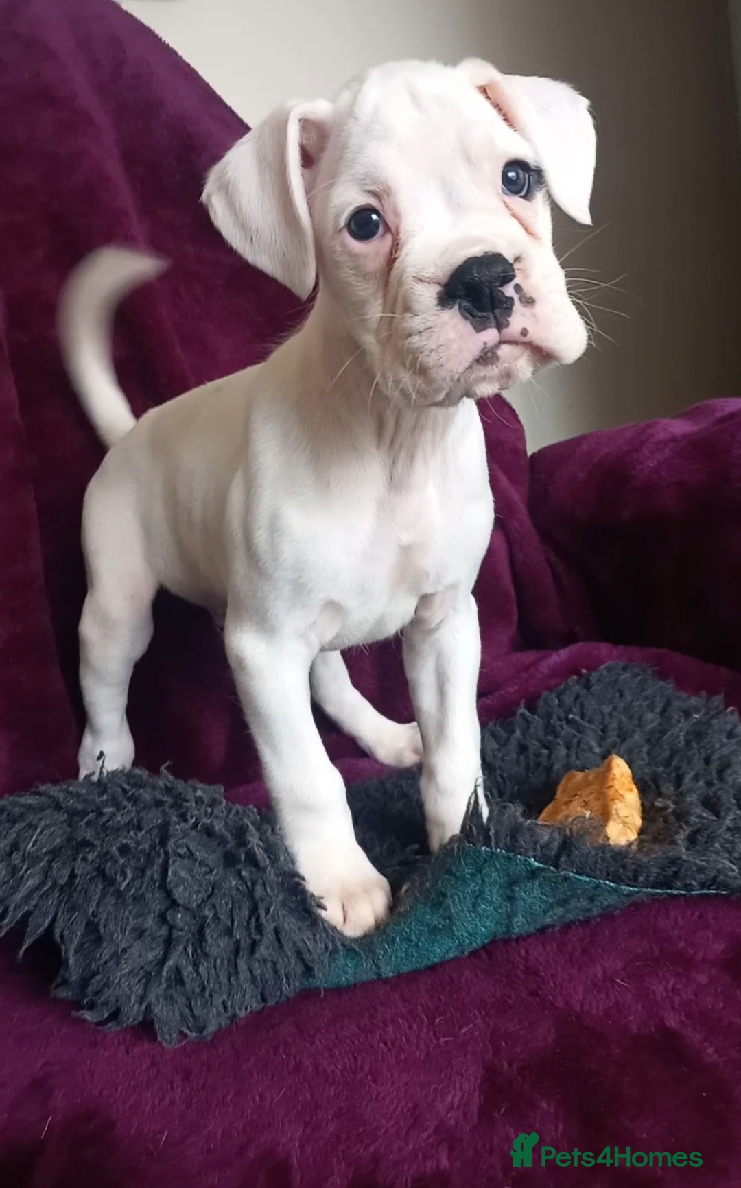 Boxer dogs for sale: KC Registered and ONLY 4 Left! See my 5* reviews - Image 12