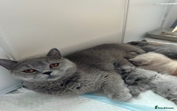 British Shorthair cats for sale: Cutie British Short Hair kittens  - Image 6