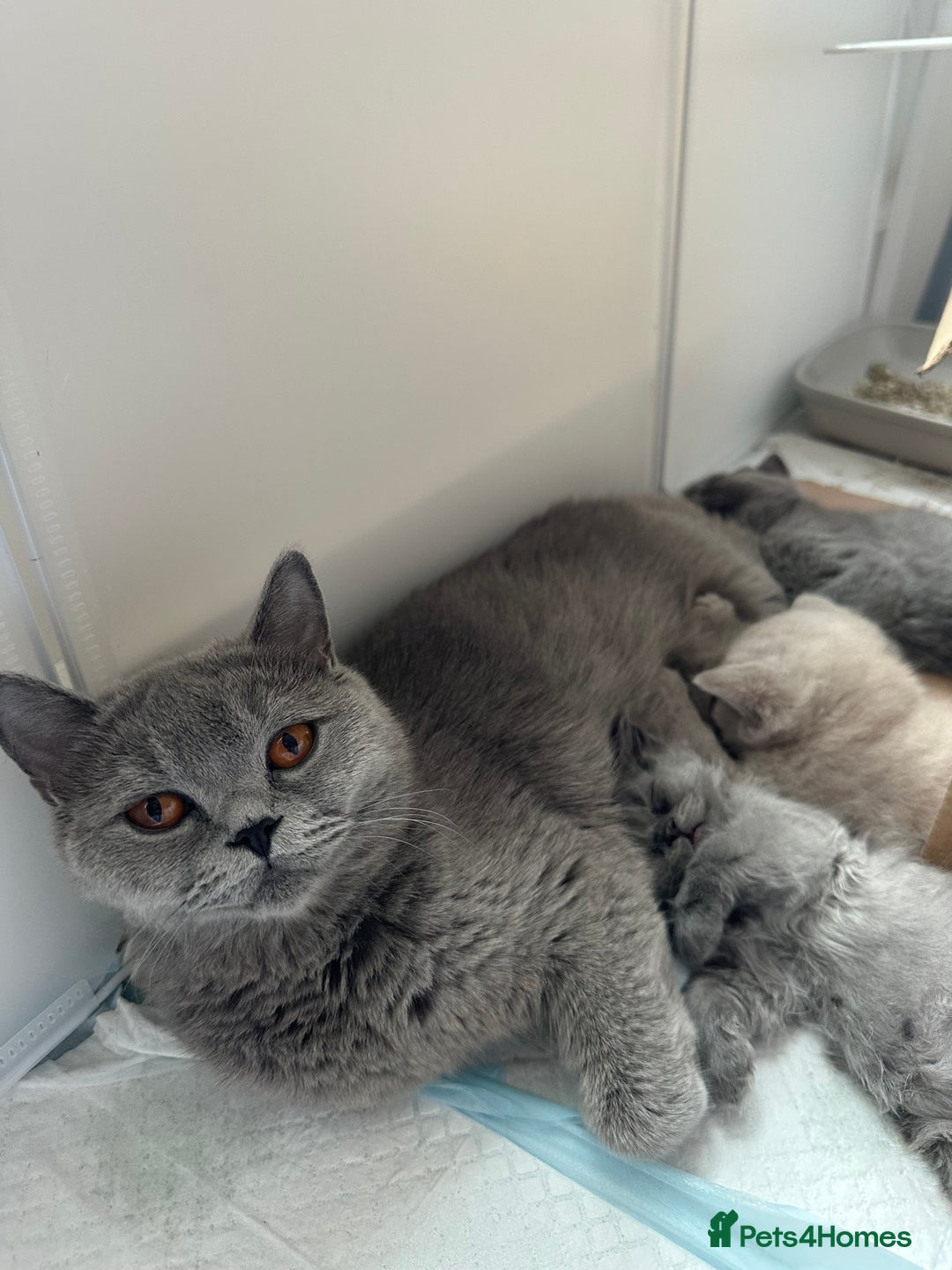 British Shorthair cats for sale: Cutie British Short Hair kittens  - Image 6