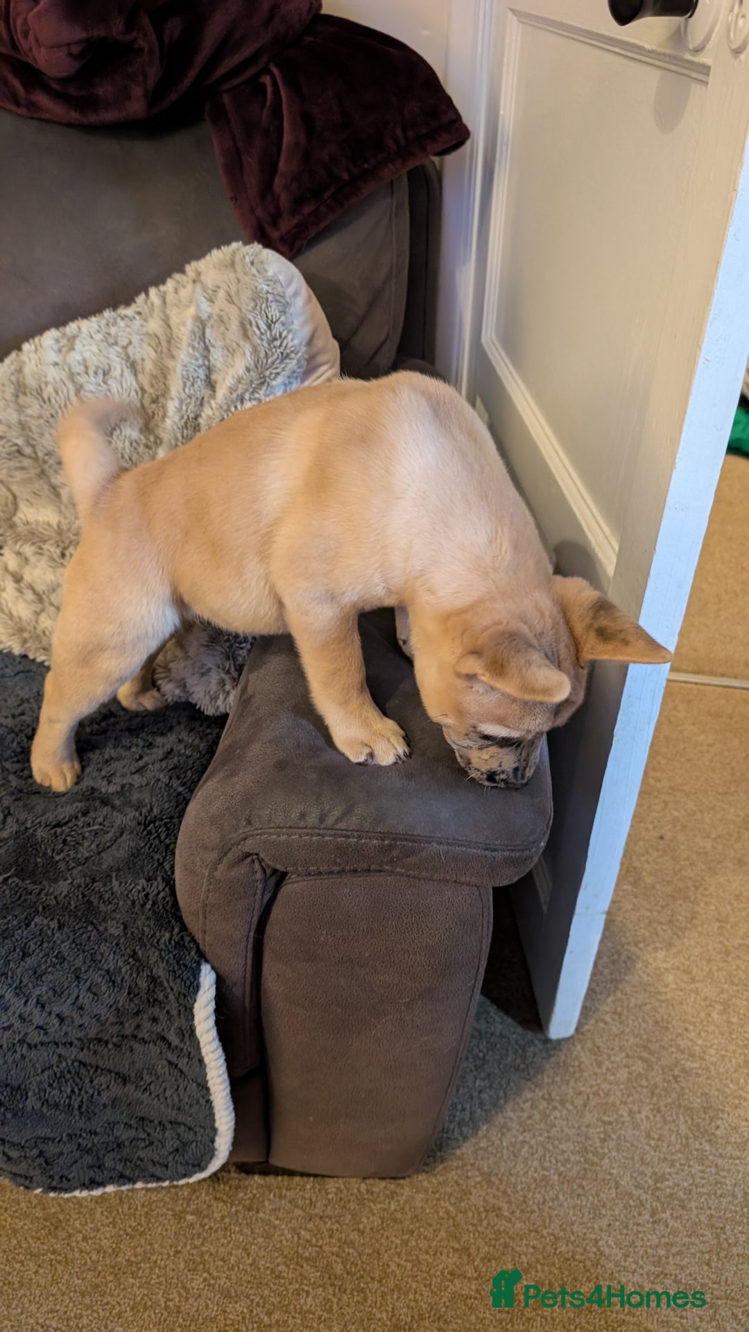 Mixed Breed dogs for sale: 3x Female French Bulldog X Chow Chow puppies.   - Advert 5