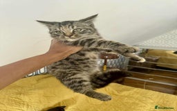 British Shorthair cats for sale: Pure British Shorthair Girls Ready Now! - Image 5