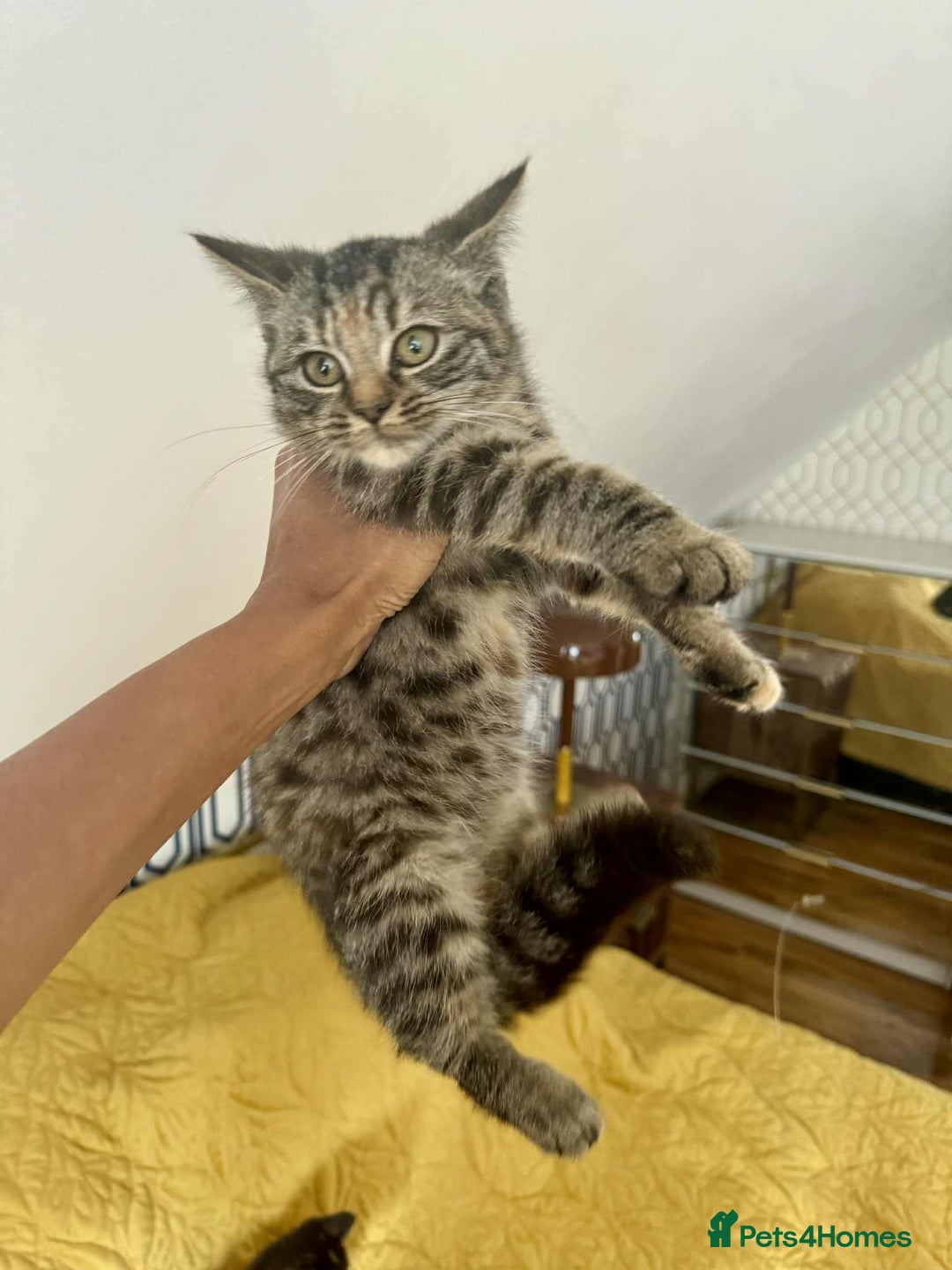 British Shorthair cats for sale: Pure British Shorthair Girls Ready Now! - Image 5