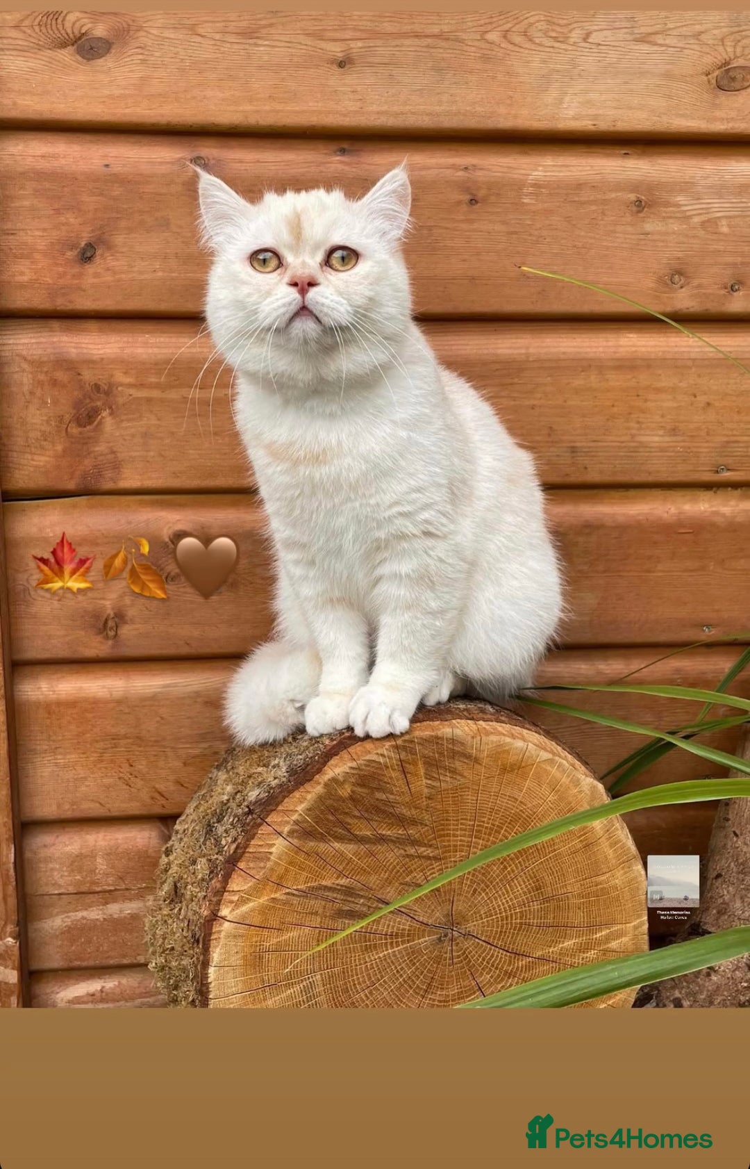 Persian cats for sale: Beautiful Persian for sale  - Advert 1