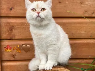 Persian cats Beautiful Persian for sale - Advert 16