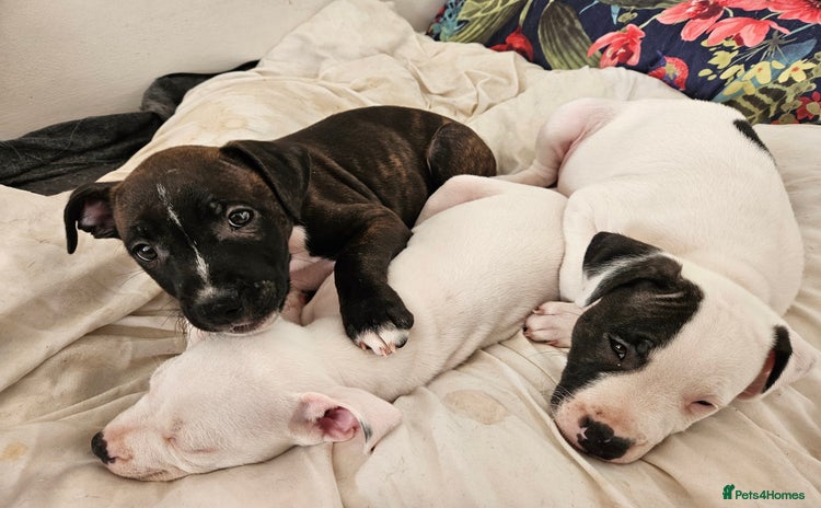 Staffordshire Bull Terrier dogs - Advert 17