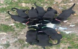 Mixed Breed dogs for sale: Kelpie X Collie pups  - Image 1