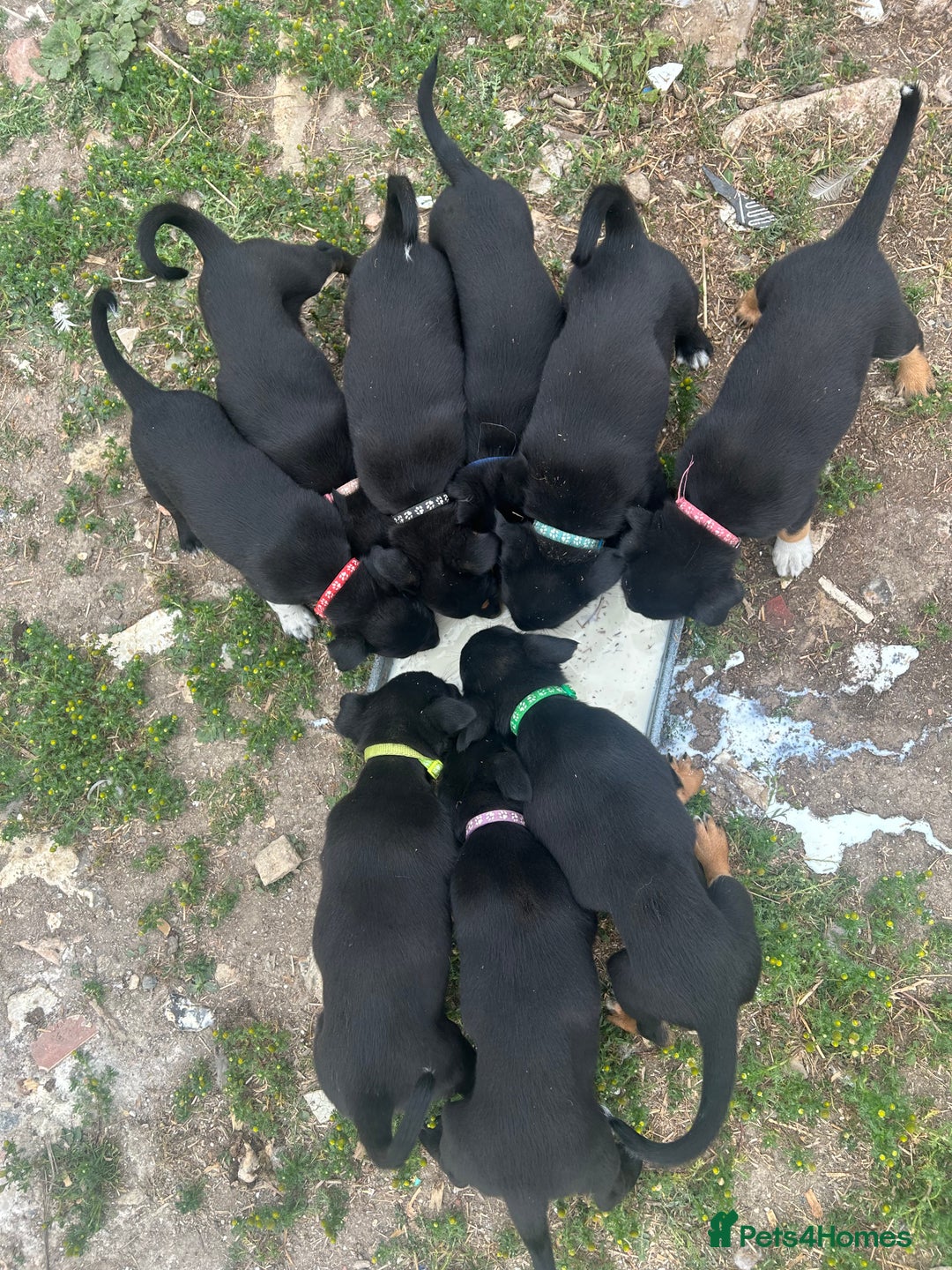 Mixed Breed dogs for sale: Kelpie X Collie pups  - Image 1