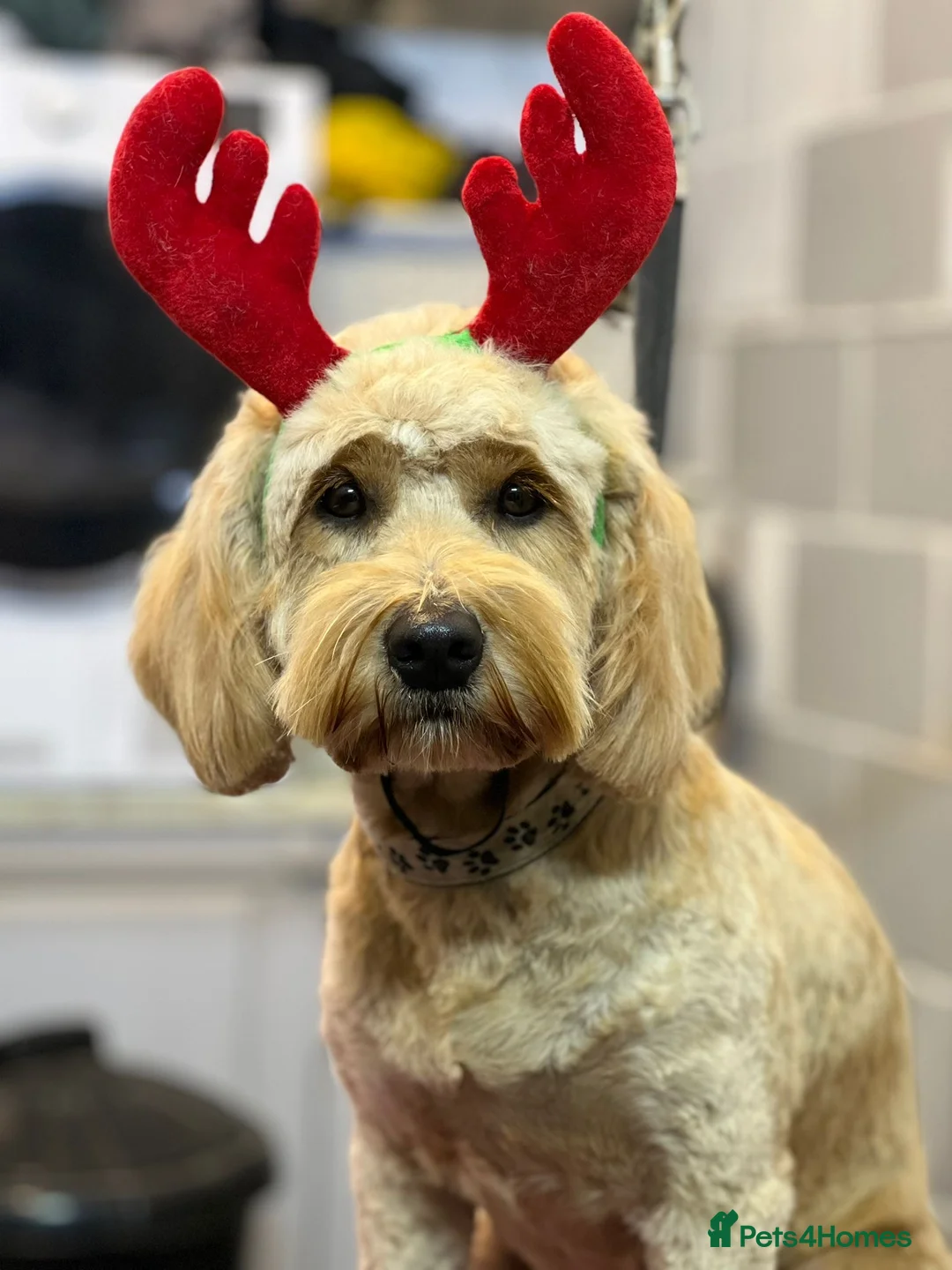 Mini Goldendoodle dogs for sale: Magical F1b Goldendoodles - Advert 6