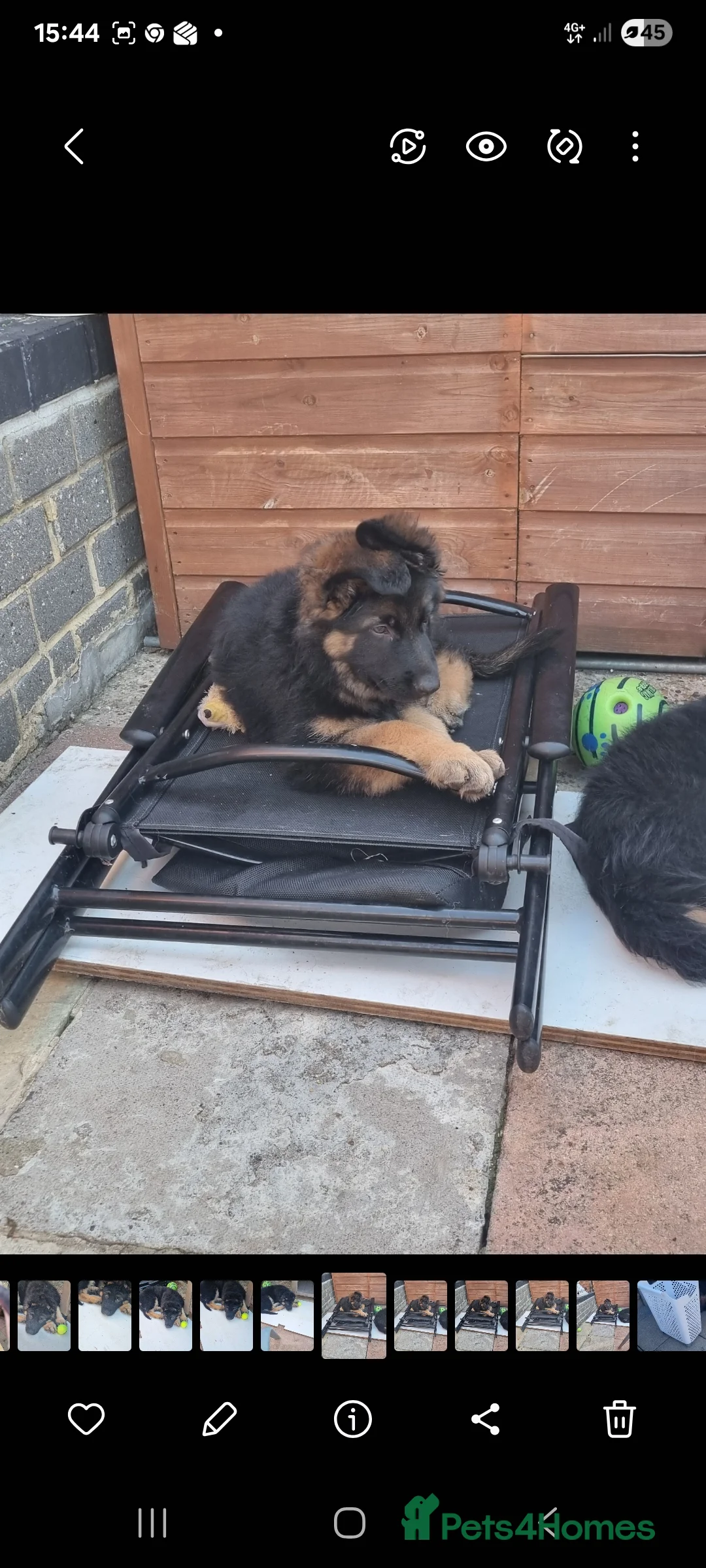 German Shepherd dogs for sale: Two puppies  in Bedford - Advert 4