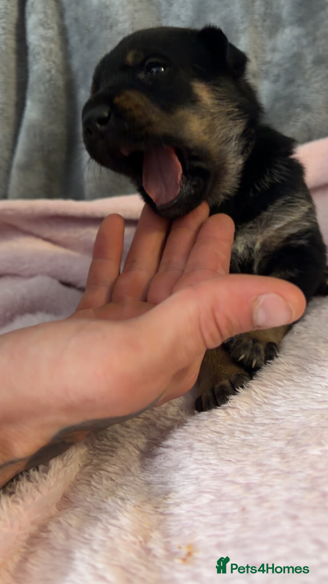 Mixed Breed dogs for sale: Belgian Mali x German shepherd  - Advert 25