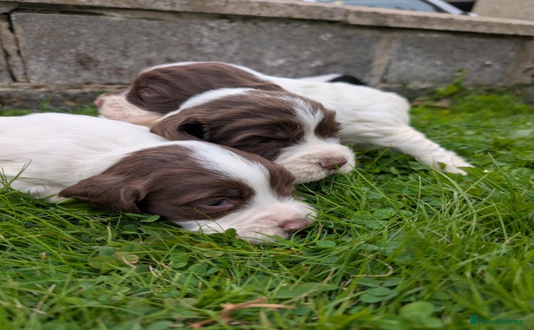 English Springer Spaniel dogs - Advert 8