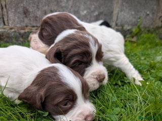 English Springer Spaniel dogs - Advert 2