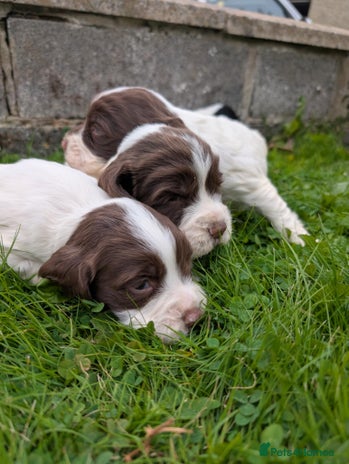 English Springer Spaniel dogs - Advert 5