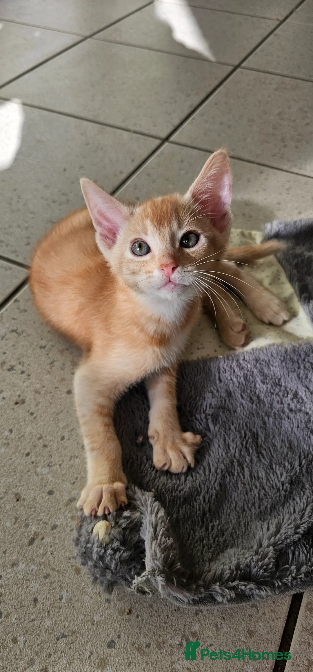 Abyssinian cats for sale: All kittens reserved, thank you 😻 - Advert 40