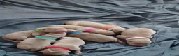 American Bully dogs for sale: American pocket bully pups - Advert 4