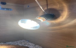 Leopard Gecko reptiles for sale: Leopard gecko and vivarium plus hides  - Image 6