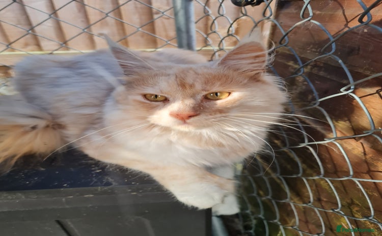 Maine Coon cats - Advert 1