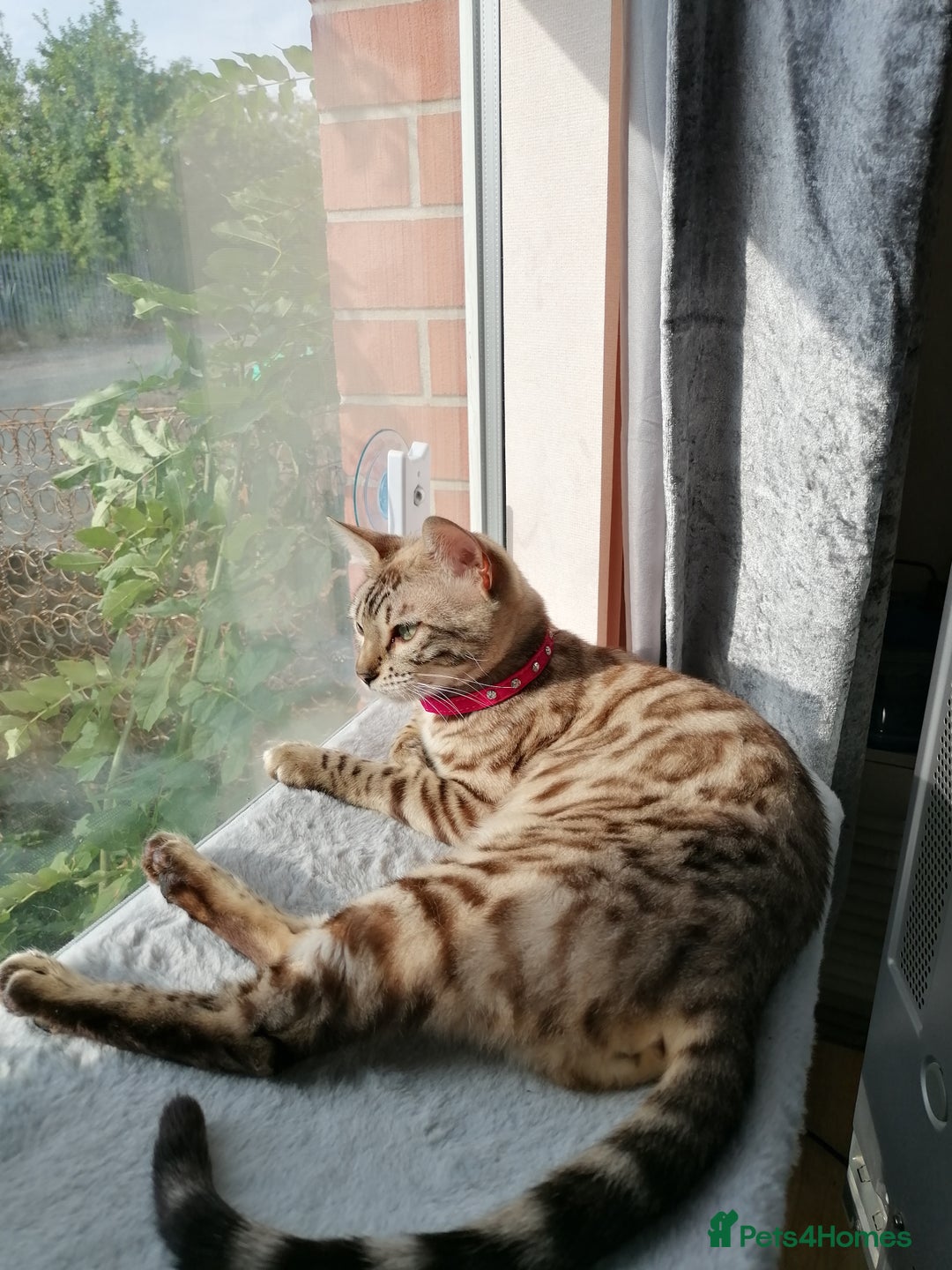 Bengal cats for sale: Stunning snow bengals - Image 4