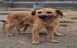 Mixed Breed dogs for adoption: Urgent 🚨 Can you please offer me a home 🏡  - Advert 9