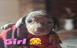 Miniature Dachshund dogs for sale: KC Mini Dachshund Dapple Girls & Boys and Tan Boy - Image 22