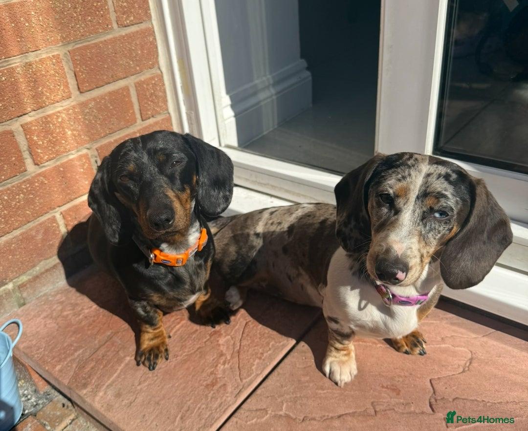 Miniature Dachshund dogs for sale: Miniature dachshund girl  - Image 1