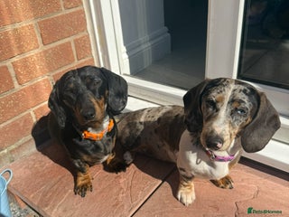 Miniature Dachshund dogs - Advert 13