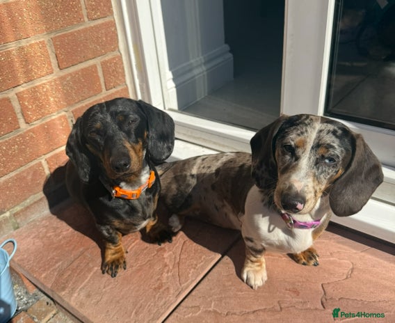 Miniature Dachshund dogs - Advert 15