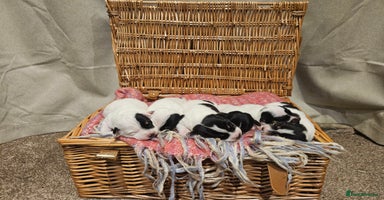 Jack Russell dogs - Advert 4